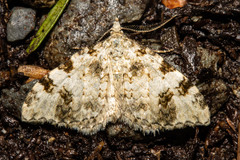 Helastia alba