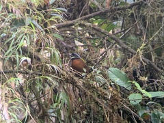 Oreothraupis arremonops