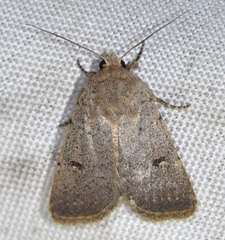 Caradrina aspersa