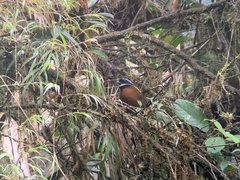 Oreothraupis arremonops