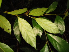 Alangium villosum