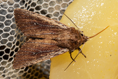 Ichneutica infensa
