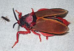 Edebessa purens