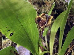 Dracula carcinopsis