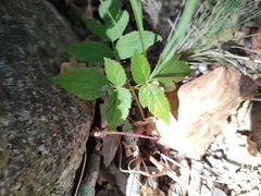 Ayenia compacta