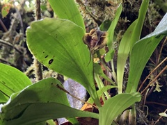 Dracula carcinopsis