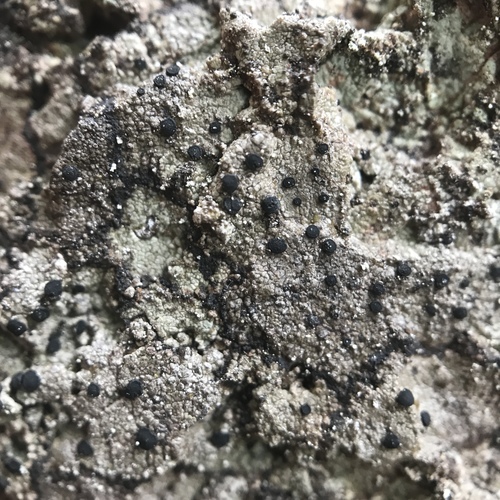 Rhizocarpon infernulum f. infernulum image
