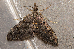 Isonomeutis amauropa