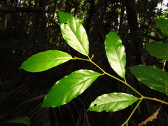 Alangium villosum