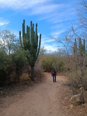 Pachycereus pecten-aboriginum