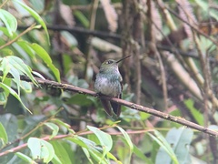 Haplophaedia aureliae