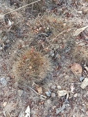 Pachycereus pecten-aboriginum