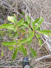 Handroanthus chrysotrichus