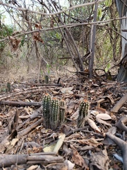Pachycereus pecten-aboriginum