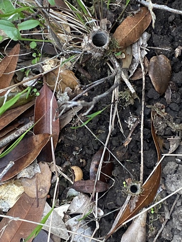 California Turret Spider photo 6