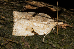 Leucotenes coprosmae