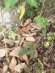 Doryopteris concolor