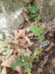 Doryopteris concolor