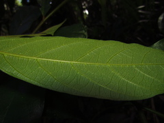 Alangium villosum