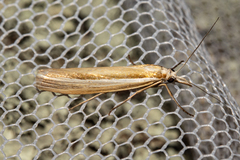 Orocrambus ramosellus