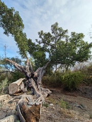 Ficus insipida