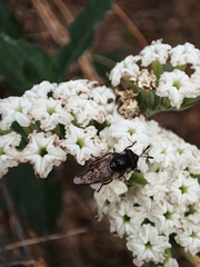 Copestylum marginatum