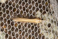 Orocrambus ramosellus