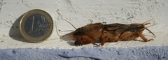 Gryllotalpa vineae