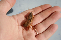 Gryllotalpa vineae