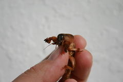 Gryllotalpa vineae