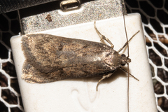 Phaeosaces apocrypta