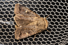 Proteuxoa tetronycha