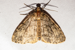 Pseudocoremia indistincta