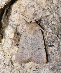 Caradrina aspersa