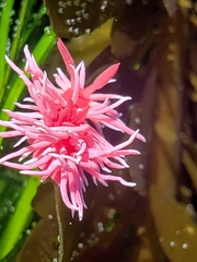 Okenia rosacea