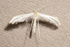 Pterophorus monospilalis