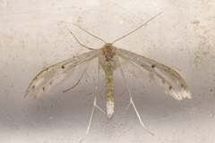Pterophorus monospilalis