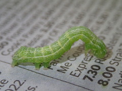 Chrysodeixis