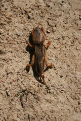 Gryllotalpa vineae