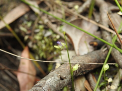 Utricularia uliginosa