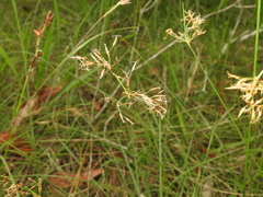 Fimbristylis cinnamometorum