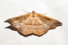 Sarisa muriferata