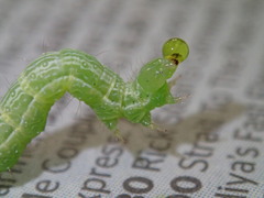 Chrysodeixis