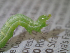 Chrysodeixis