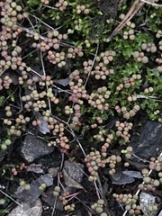 Sedum smallii