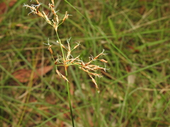 Fimbristylis cinnamometorum