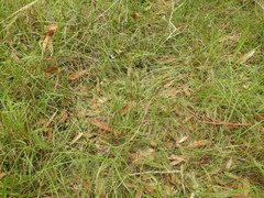 Fimbristylis cinnamometorum