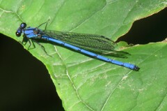 Argia medullaris