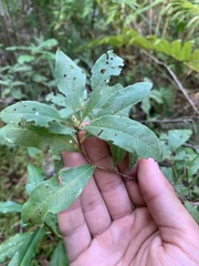 Rhododendron viscosum