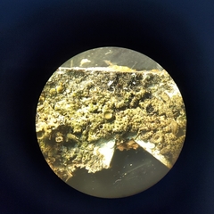 Melanohalea exasperata